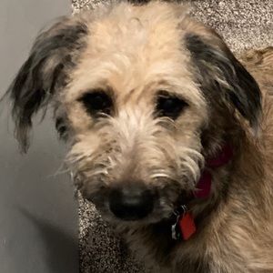 Meet your Posher, Addison